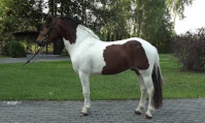 Super cute gentle Pony