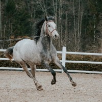 3.a väga hea sugupuuga mära