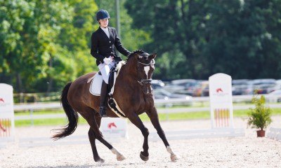 Horse for amateur/children