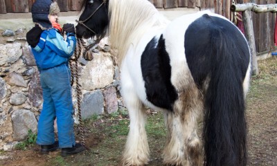 Mini Irish Cob mära / mini tinker