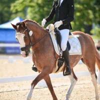 Dressage pony for sale - CALVIN J