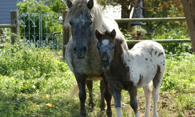 Ponies