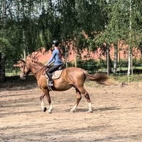 Hobby or riding school horse! 