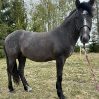 Allegro