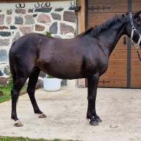 145cm poni