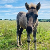 For Sale Minipony 2022 born foals 