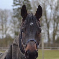 Alcester