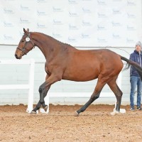 7 a ESH mära Popcorn Time (Pronto van de Maltahoeve x Agrovorms Amerigo)