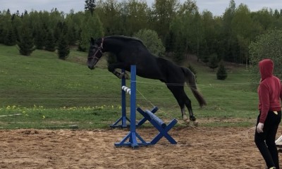 For sale gelding