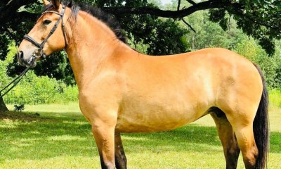 Kika - For Sale