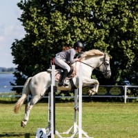 Welsh pony