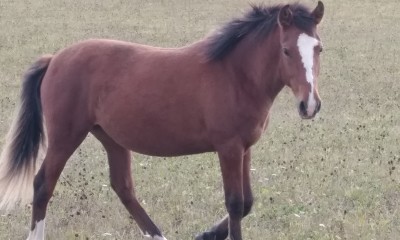 WONDER-BELLA