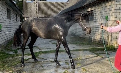 2yo gray mare