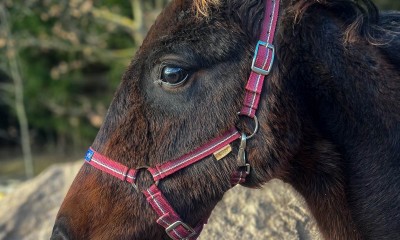 A Curious and Affectionate Dark-Bay Colt (Latvian Warmblood)