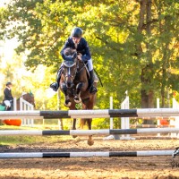  pony for sport