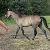 Promising angloarabian foal for endurance or eventing, Tidjani lines