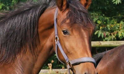 Young mare for dressage and breeding