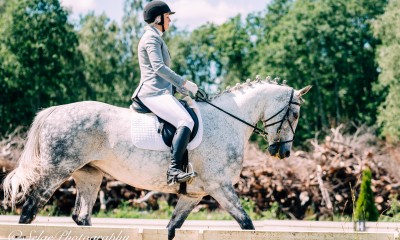 12yo allrounder for sale!