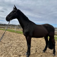 CORLANDER / 172 CM / GELDING / FOR SALE !