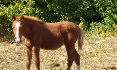 GADORI