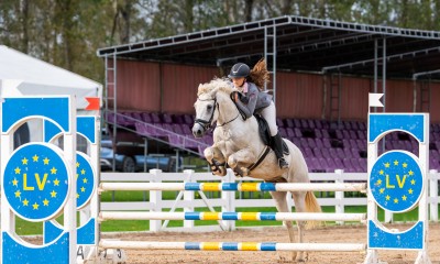 Dressage-showjumping Conemara pony