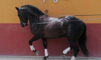 Very baroque 5y/o dark chestnut PRE stallion
