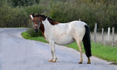Poni, mâra, 2014 sûnd