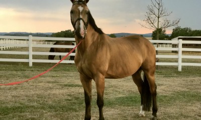 Smaragd - gelding for hobby or school