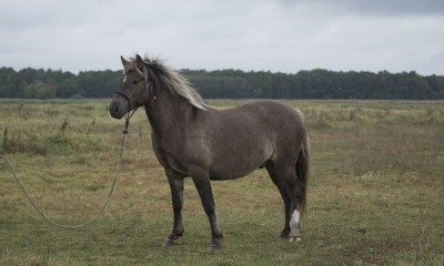 Estonian native horse gelding Vertigo