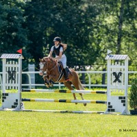 Welsh pony for sport