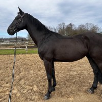 CORLANDER / 172 CM / GELDING / FOR SALE !