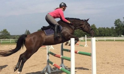 Horse for amateur/children