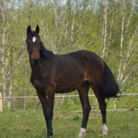 3 y.o. mare for sale