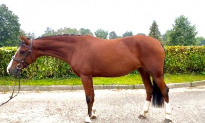 5 y old big pony mare for children! 