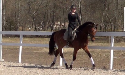 10 y.o. KWPN gelding