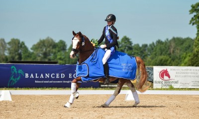 Dressage pony for sale - CALVIN J