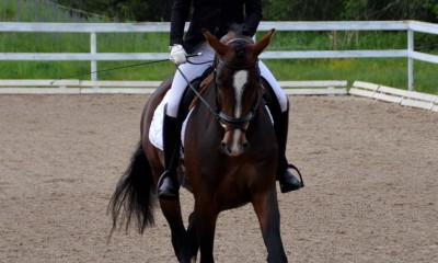 4 years dressage prospect for sale
