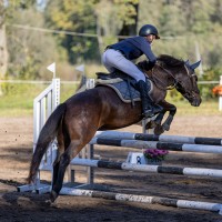  pony for sport