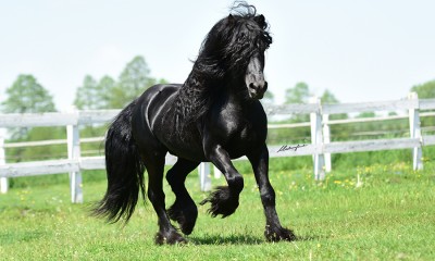 Sweet black original Fell Pony Mini Friesian