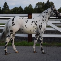 2,5 y.o. spotted stallion