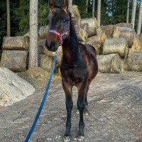 Krogstāds (Latvian Warmblood)