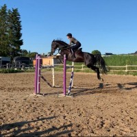 CORLANDER / 172 CM / GELDING / FOR SALE !