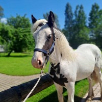 Sport pony