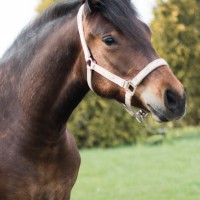 2-aastane Eesti hobune 