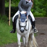 Welsh pony