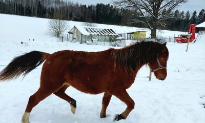 Mustafa