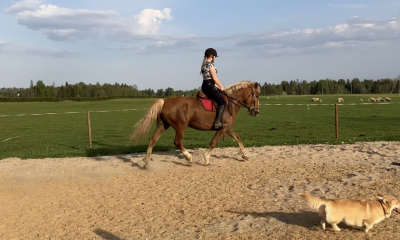 Soome hobune, 5aastane