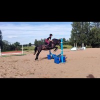 4 aastane eesti tõugu hobune