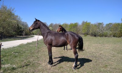 2-aastane eesti sporthobune, mära