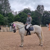 Welsh pony
